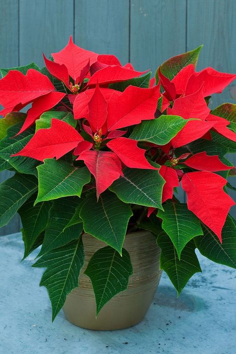 Poinsettia Care, Poinsettia Plant, Christmas Plants, Poinsettia Flower, Christmas Poinsettia, Christmas Flowers, Christmas Images, Decoration Design, Beautiful Christmas