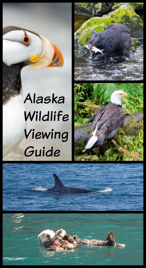 Alaskan Living, Alaska Animals, Alaska Living, Alaska Travel Guide, See Animals, Carnival Crafts, Cruise Life, Alaska Wildlife, Kenai Peninsula