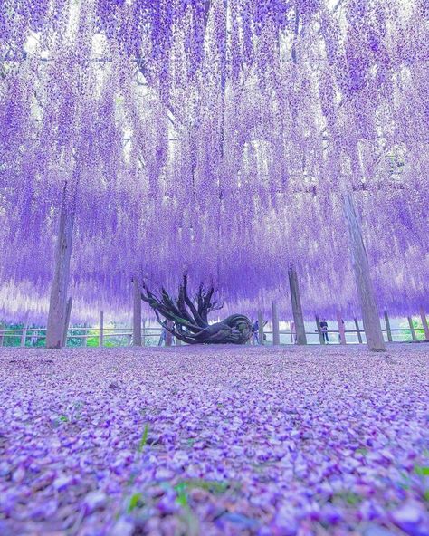 Wisteria How To Grow, Kitakyushu Japan, Wisteria Tunnel, Wisteria Garden, Wisteria Tree, Beautiful Nature Wallpaper, Bougainvillea, Beautiful Places To Travel, Nature Aesthetic