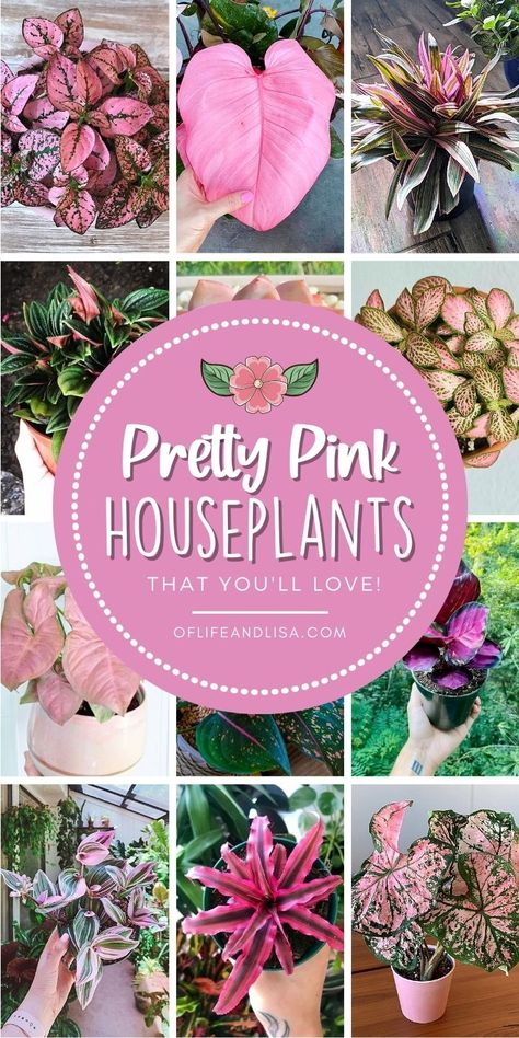 15 BEST Naturally Pink Houseplants You'll Love - Of Life and Lisa Plants With Pink Flowers, Apartment Plants, Inside Plants, Growing Plants Indoors, Pink Plant, Pink Garden, House Plants Decor, Colorful Plants, Container Garden