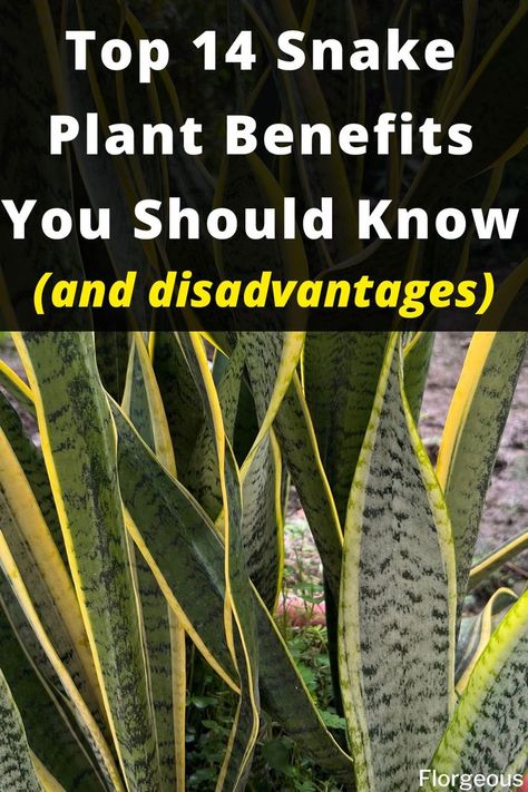 snake plant Snake Plant Garden Ideas, Benefits Of Snake Plant, Snake Plant In Bedroom, Snake Plant Outdoor Landscape, Snake Plant Landscaping, Snake Plant Benefits, Snake Plant Garden, Elephant Ears Garden, Snake Plants In Water