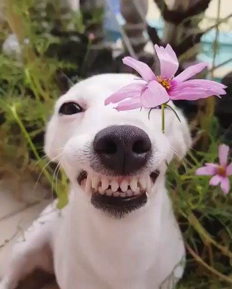 Happy Friday, Puppies, Dogs, Funny, Flowers