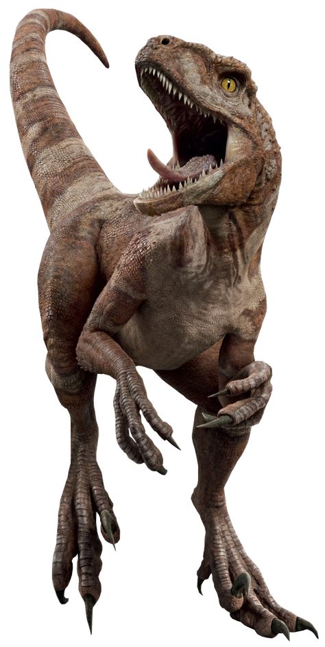 Red is an Atrociraptor debuting in Jurassic World: Dominion. By 2022, Red was bred, possibly from modified Velociraptor DNA from Isla Sorna, as a trained hunting animal bred for speed. Soyona Santos bred and trained at least one pack made up of three other individuals named Ghost, Tiger, and Panthera. Santos trained the dinosaurs to hunt down anyone marked with a red laser, and to be persistent enough to follow them long distances. The pack was shipped by Santos to Malta, where she planned to Jurassic World Atrociraptor, Velociraptor Art, Velociraptor Jurassic Park, Jurassic Park Dinosaurs, Jurassic Park Velociraptor, Jurassic Dinosaurs, Life Size Cardboard Cutout, Red Dinosaur, Jurassic World 3