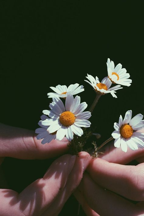 Flor Iphone Wallpaper, Daisy Wallpaper, Flower Close Up, Flowers Photography Wallpaper, Flower Iphone Wallpaper, Sunflower Wallpaper, Close Up Photography, Beautiful Flowers Wallpapers, Chamomile Flowers