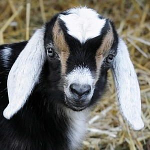 Miniature Goat, Nubian Goats, Goat Face, Central Park Zoo, Mini Goats, Nubian Goat, Goat Kidding, Pygmy Goat, Mazel Tov