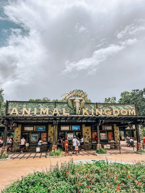 Disney World Parks Orlando, Disney Animal Kingdom Aesthetic, Disney Animal Kingdom Photo Ideas, Animal Kingdom Photos, Animal Kingdom Mickey Ears, Disney Park Aesthetic, Animal Kingdom Photo Ideas, Disney Trip Aesthetic, Disney Entrance