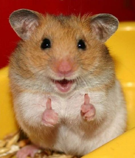 pinning just so I have this picture to reply to someone when they text me something stupid. Smiling Animals, Funny Hamsters, A Hamster, Cute Hamsters, Pet Day, Animal Jokes, Cute Animal Pictures, Happy Animals, Hamsters