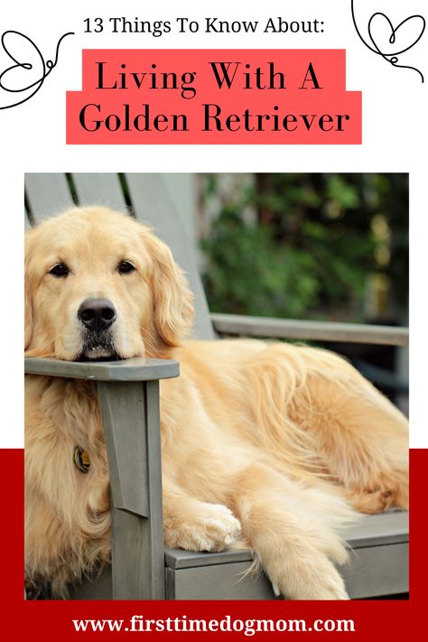 Living With A Golden Retriever - A Golden Retriever lying on a grey Adirondack chair looking at you.  The dog's head is resting on the armrest. Golden Retriever Sayings, Golden Retriever Activities, Training A Golden Retriever, 5 Month Old Golden Retriever, Golden Retriever Growth Chart, Golden Retriever Summer Haircut, Grooming A Golden Retriever, Two Golden Retrievers, Golden Retriever Tips