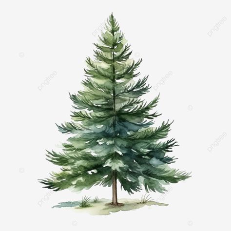 christmas watercolor pine tree Pine Tree Pictures, Christmas Tree Reference, Christmas Trees Watercolor, Pine Watercolor, Christmas Tree Printables Free Templates, Pine Tree Watercolor, Watercolor Pine Trees, Pine Illustration, Evergreen Tree Illustration