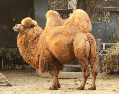 CAMELINI (CAMEL) TRIBE SPECIES #1 (of 3): "Camelus bactrianus (Bactrian Camel, whose name comes from the ancient historical region of Bactria) is a large, even-toed Ungulate native to the steppes of Central Asia. The Bactrian camel has two humps on its back, as does the wild Bactrian camel (a separate species). Its population of 2 million exists mainly in the domesticated form. Wikipedia." [Image: "A Bactrian camel in the Shanghai Zoo - Bactrian camel - Wikipedia."] Camel