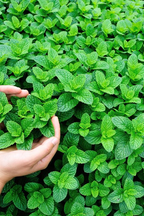 Mint Garden, Growing Mint, نباتات منزلية, Mint Plants, Meteor Garden 2018, Ins And Outs, Growing Herbs, Flowers Garden, Covent Garden