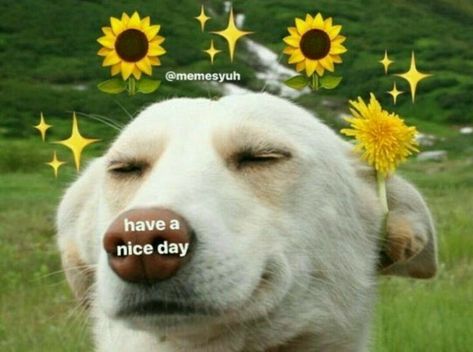 Have a nice day y'all Memes Cute, Heart Meme, Cute Love Memes, Sleeping With Sirens, Amazingphil, Avenged Sevenfold, Cute Messages, Panic! At The Disco, Bring Me The Horizon