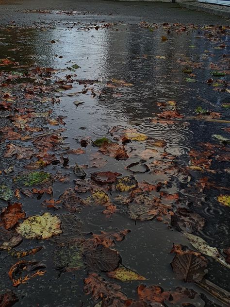 Leaves, rain, rain drops, puddle, aesthetic, autumn Fall Homescreen, Moody Autumn, Fall Mood Board, Autumn Rain, Dark Autumn, Season Of The Witch, Fall Inspo, Fall Feels, Foto Ideas Instagram