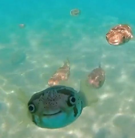 Smiling puffer fish meme Fish Meme, Puffer Fish, The Ocean, Bend, Jelly, Puffer, Swimming, I Love, Fish