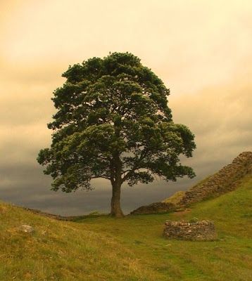 The Sycamore Gap tree which is better known as ‘The Robin Hood Tree’ Tree Images Nature, Sycamore Gap, Hadrian's Wall, Nature Photography Trees, Sycamore Tree, Hadrians Wall, Single Tree, Lone Tree, Tree Photography