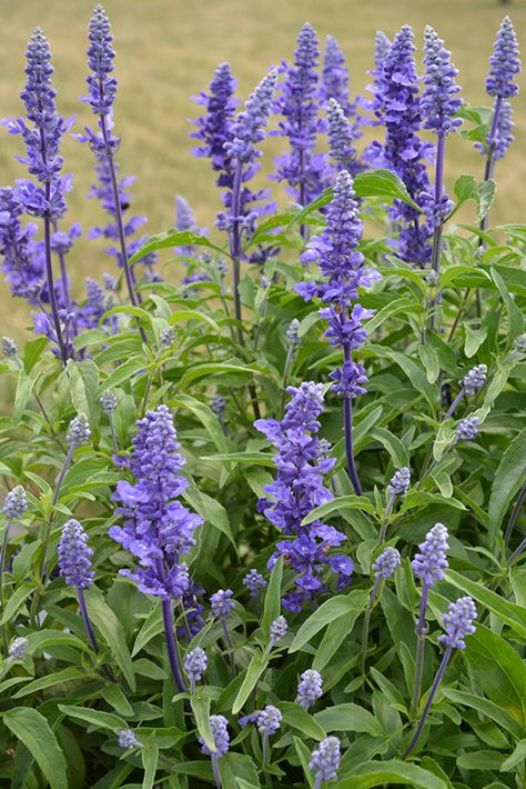 Salvia Violet Queen, Blue Salvia Landscaping, Victoria Blue Salvia Plants, Salvia Victoria Blue, Salvia Farinacea Blue, Victoria Blue Salvia, Purple Salvia Perennials, Potted Salvia, Salvia Border