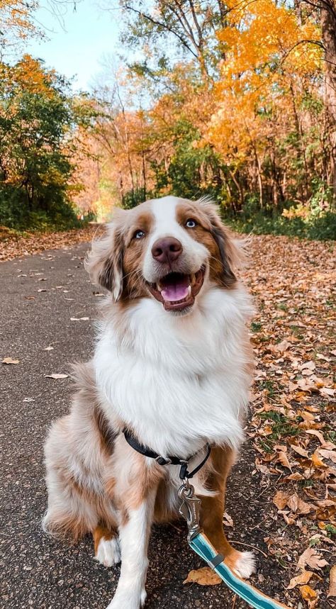 Australian Shepherd Aesthetic, Australia Shepherd, Red Merle Australian Shepherd, Big Dog Breeds, Reactive Dog, Cute Dogs Images, Aussie Puppies, Farm Dogs, Cute Dog Photos