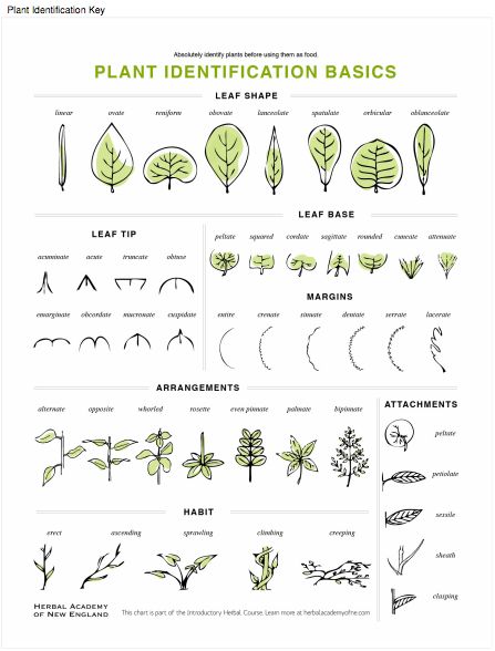 Plant Identification Key available for download in the Introductory Herbal Course Botany Drawings, Botany Tattoo, Botany Notes, Sarah Simblet, Botany Illustration, Botany Art, Tattoo Vintage, Edisto Island, Botany Bay