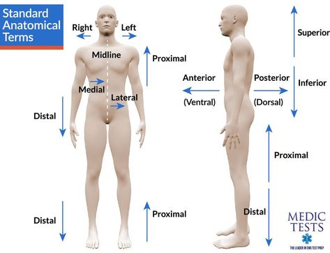 Medical - Basic Anatomy and Physiology #medschool #doctor #medicalstudent - Image Credits: MedicTests.com Medical Terminology Worksheets, Medical Supply Storage, Medical School Quotes, Medical Tattoo, Basic Anatomy And Physiology, Medical Laboratory Science, Medical Facts, Nursing School Notes, Human Anatomy And Physiology