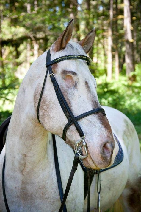 Endo, the blind horse. Appaloosa Horses, Horse Braiding, Horse Dance, A Lot Of Friends, Lot Of Friends, Cai Sălbatici, Equestrian Aesthetic, Horse Aesthetic, Hobby Horse