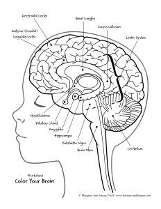 Image result for brain labeling coloring page Brain Worksheet, Human Brain Anatomy, Brain Diagram, Human Body Worksheets, Brain Parts, About Brain, Human Body Activities, Colleges For Psychology, Brain Anatomy