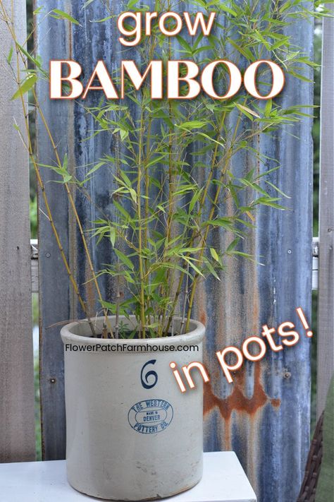 Bamboo In Pots Planters, Mini Bamboo Plant, Planting Bamboo In Pots, Clumping Bamboo In Containers, Grow Bamboo In Pots, Growing Bamboo In Water, How To Grow Bamboo In Pots, How To Plant Bamboo In Pots, Growing Bamboo In Containers