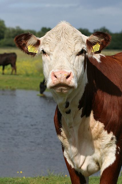 Cow Beef Cows, 2 Cows Aesthetic, Cow Funny Photo, Dairy Cows Photography, Feeding Cows Aesthetic, Hereford Cows, Cows Mooing, Mode Country, Beef Cow