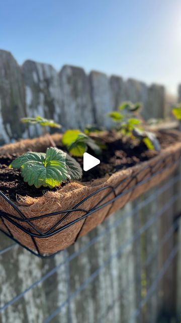 Destin Noak on Instagram: "Growing Strawberries in Window Boxes!" Growing Strawberries In Containers, Strawberries In Containers, Texas Garden, Food Gardening, Strawberry Garden, Texas Gardening, Growing Strawberries, Outdoor Crafts, Strawberry Plants