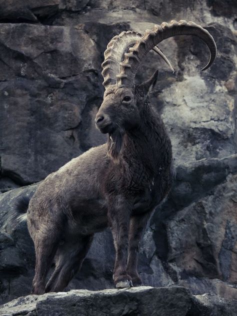 Mountain Goat Ibex Goat, King Leonidas, Animals With Horns, Long Horns, Capricorn Tattoo, Big Horn Sheep, Mountain Goat, Rare Animals, Art Animals