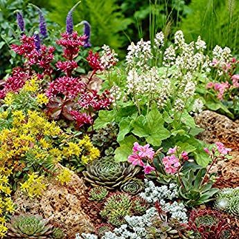 Mixed Rockery Alpine Collection - Colourful Outdoor Potted Perennial Plant Mix (6 Plants) : Amazon.co.uk: Garden & Outdoors Succulent Flower Bed, Full Sun Perennials, Rock Garden Plants, Backyard Flowers, Alpine Plants, Colorful Succulents, Front Landscaping, Cottage Gardens, Urban Gardening