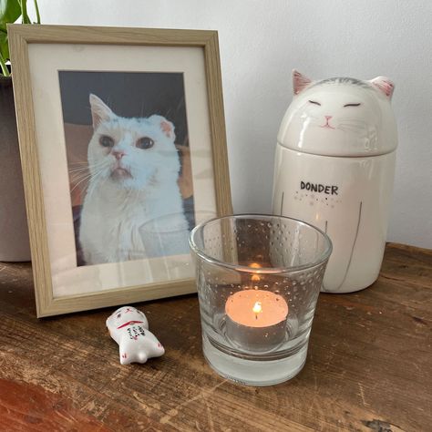 Share the good times you've spent with your pets and reflect on the joy and companionship they've brought you. Show your selfless love and gratitude for your pets.#peturn #ceramicurnforpets #customizedpetproducts Pet Decorations, Ear Designs, Pet Storage, American Shorthair Cat, Selfless Love, Cat Urns, Russian Blue Cat, Custom Memorial, Stuffed Animal Storage