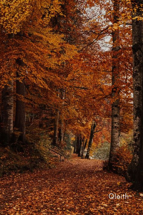 Dry brown autumn leaves fallen path through an autumn tree forest in calm quiet countryside woods on an autumn daytime. Forest Falls, Autumn Scenes, Autumn Nature, Forest Wallpaper, Autumn Scenery, Autumn Beauty, Tree Forest, Fall Pictures, Autumn Forest