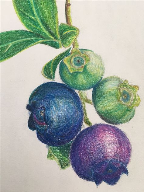 Blueberry Color Pencil Drawing, Food Colored Pencil Drawings, Coloring Skin Tones With Colored Pencils, Color Pencil Fruit, Blueberry Sketch, Coloring Pencil Art, Drawing Of Fruit, Blueberry Drawing, Berry Drawing