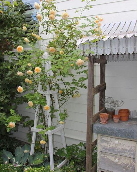 How to Grow Big Roses Vertically (8 Great Ways) | Balcony Garden Web Pruning Climbing Roses, Climbing Roses Trellis, How To Grow Roses, Trellis Diy, Big Roses, Rose Plant Care, Restricted Area, Rose Fertilizer, Flower Trellis