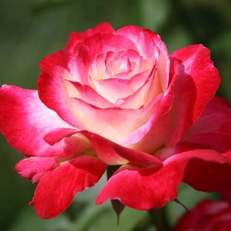 Double Delight rose | All about Roses Double Delight Rose, Rose Fertilizer, Hybrid Tea Rose, Rare Roses, Roses Book, Fragrant Roses, Rose Plant, Rose Care, Hot Pink Flowers