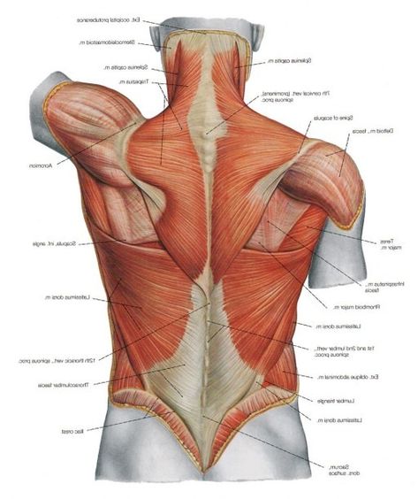 Muscle Diagram Back Lower Back Muscles Anatomy, Neck Muscle Anatomy, Body Muscle Anatomy, Muscle Diagram, Shoulder Anatomy, Human Muscle Anatomy, Anatomy Images, Neck And Shoulder Muscles, Human Back