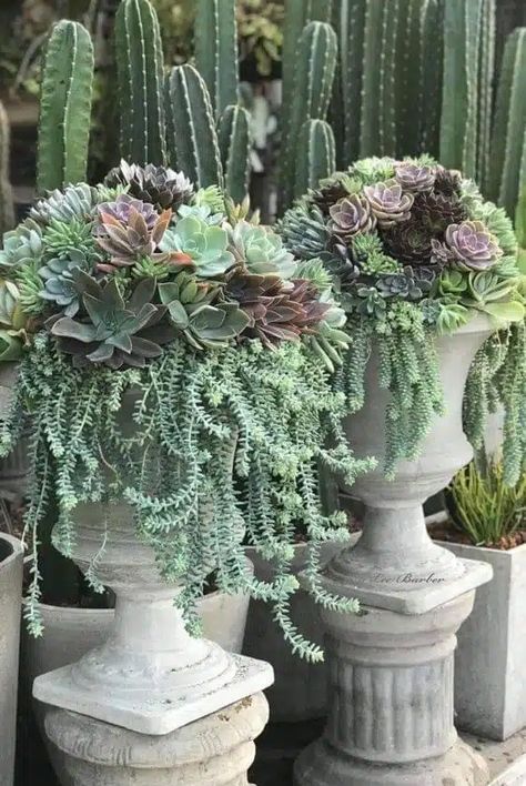 20 Beautiful Succulent Fountain Planter Ideas Succulent Fountain, Succulent Garden Landscape, Succulent Landscape Design, Succulent Garden Design, Succulent Landscaping, Succulent Garden Diy, Garden Urns, Succulent Gardening, Succulents In Containers