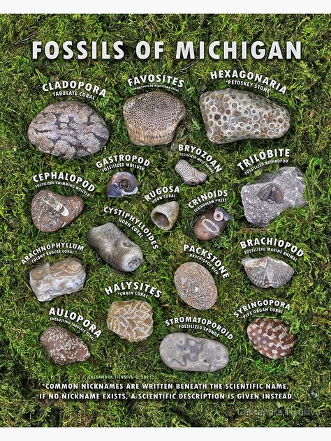 "Common Fossils of Michigan Identification Guide" Poster by CassTiensivu | Redbubble Lake Michigan Stones, Types Of Rocks, Different Types Of Rocks, Horn Coral, Rock Identification, Rock Tumbling, Fossil Hunting, Rocks And Fossils, Rock Hunting