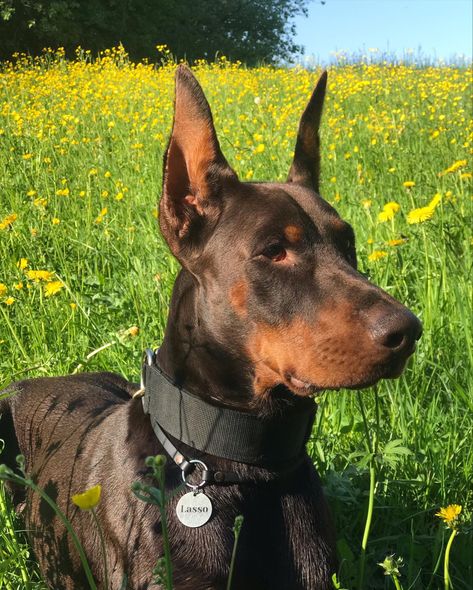 Aesthetic Doberman Wallpaper, Aesthetic Doberman, Anjing Doberman, Doberman Wallpaper, Doberman Rescue, Guard Dog Breeds, Doberman Pinscher Puppy, Puppy Friends, Doberman Pinscher Dog