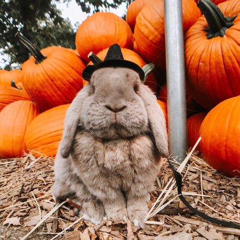 Baby Buns, Autumn Animals, Spooky Costumes, Christmas Bunny, Lovely Smile, Cute Creatures, Dia De Muertos, Fall Vibes, Halloween Themes