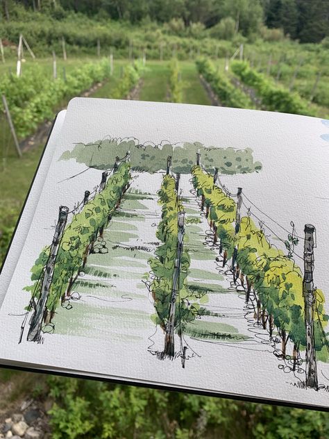 Les vignes Wall Murals Painted Diy, Shari Blaukopf, Vineyard Art, Ink Pen Art, Wine Book, Pen And Wash, The Sketchbook, Wine Label Design, Watercolor Books