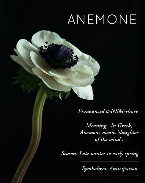 Flower Guide, Flower Meanings, Anemone Flower, Flower Names, Language Of Flowers, Home Tours, Floral Garland, City Guides, Design Sponge