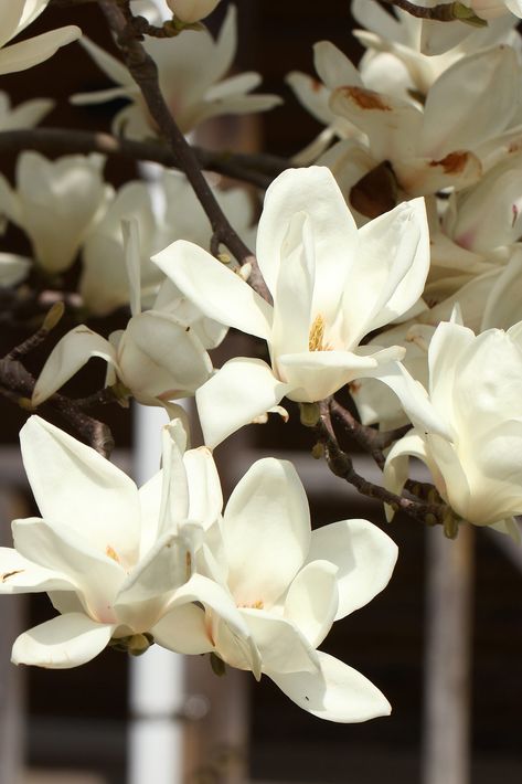 Morning Rose, Sweet Magnolia, White Magnolia, Magnolia Trees, Wallpaper Nature Flowers, Flower Therapy, Magnolia Flower, White Butterfly, Flower Bouquet Wedding