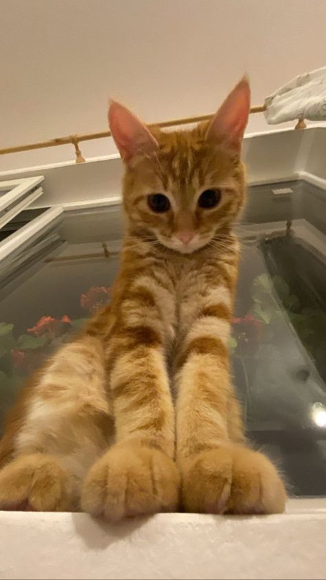 ≽^•⩊•^≼ Cute Cats Photos Funny, Happy Cats Smiling, Tabby Cat Wallpaper, Cat Memes Wallpaper, Soft Cat, Silly Cats Pictures, Cute Cats Photos, Orange Cats, Baby Cat