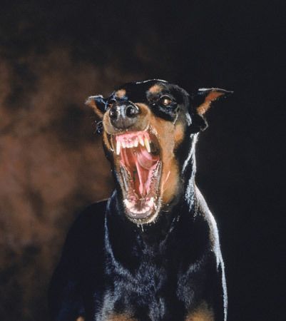 Doberman, A Dog, Black