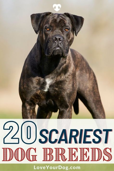 Protective Dog Breeds, Dog Breeds Chart, Aggressive Dog Breeds, Bull Mastiff Dogs, Family Dogs Breeds, Guard Dog Breeds, Working Dogs Breeds, Mastiff Breeds, Protective Dogs