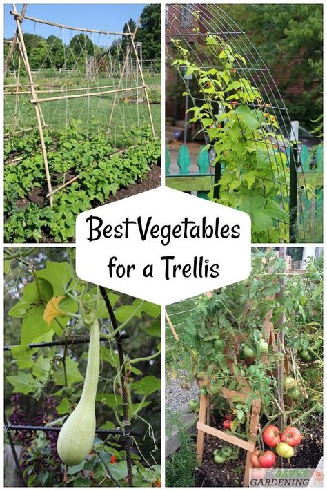 The best veggies to grow up a trellis - from beans and tomatoes to squash and cukes, we have you covered on the ins and outs of vertical vegetable gardening. #vegetablegardening #verticalgardening Tomato Container Gardening, Squash Trellis, Vegetable Garden Trellis, Vegetable Trellis, Vertical Container Gardening, Vertical Vegetable Gardens, Tomato Trellis, Funny Vine, Garden Cactus