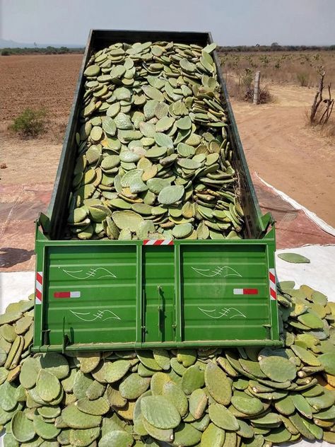 Southern California House, Eco Punk, Concrete Mix Design, Istituto Marangoni, Sustainability Design, Cactus Leaves, Natural Fiber Clothing, Save The Environment, Saving The Planet