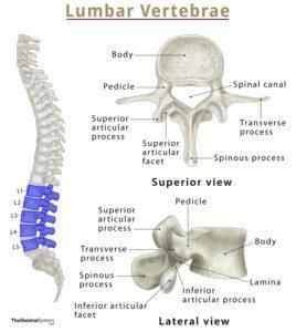 Cervical Vertebrae (Cervical Spine) – Anatomy, Function, & Diagram Cervical Spine Anatomy, Structure Of Bone, Thoracic Cage, Function Diagram, Spine Anatomy, Lumbar Vertebrae, Vertebral Artery, Paramedic School, Thoracic Vertebrae