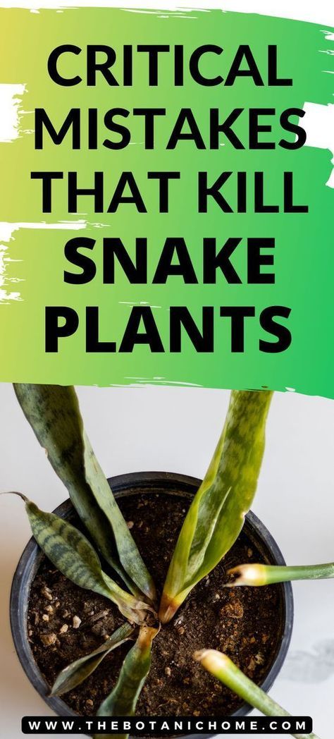 Discover the secrets to revive a struggling snake plant with our comprehensive guide! Learn how to identify signs of distress, tackle overwatering, poor drainage, pests, and more. Elevate your indoor plant care with these expert tips. 🪴🌟 Find ideas for snake plant care, succulent gardening & succulent care, best indoor plants, gardening tips, snake plant decor, snake plant indoor, cool plants, garden plants, outdoor plants, houseplants, easy house plants, and tropical plant aesthetic. Plants Care Tips, Inside House Plants, Snake Plant Decor, Snake Plant Indoor, Indoor Tropical Plants, Snake Plant Care, Plants Care, Easy House Plants, Sansevieria Plant